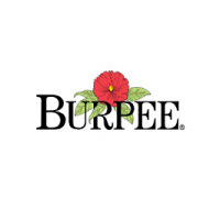 Burpee